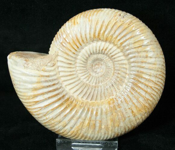 Perisphinctes Ammonite - Jurassic #17062